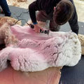 Professional Alpaca Shearing Service