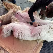 Professional Alpaca Shearing Service
