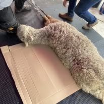 Professional Alpaca Shearing Service