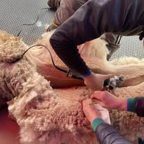 Professional Alpaca Shearing Service