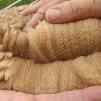 Professional Alpaca Shearing Service
