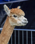Liskeyborough Alpaca Farm Visit